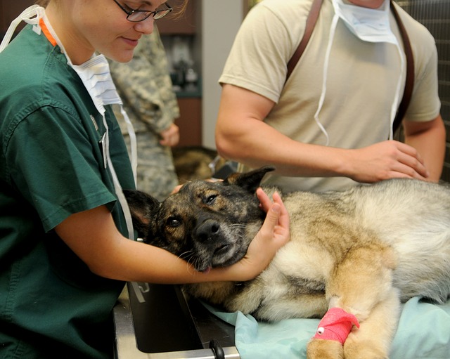pes u veterináře.jpg